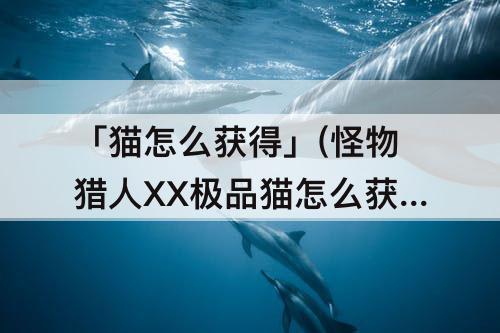 「猫怎么获得」(怪物猎人XX极品猫怎么获得)