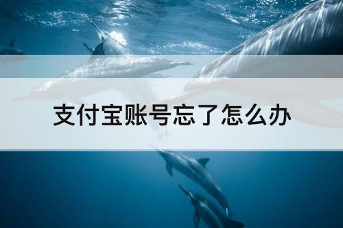 支付宝账号忘了怎么办