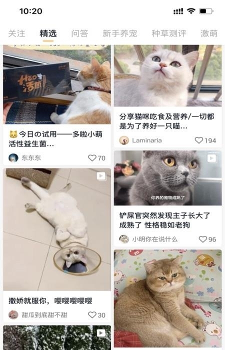 小萌猫