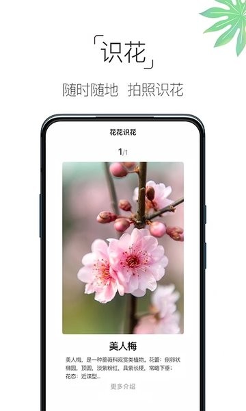 养花大全